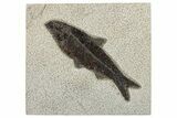 Detailed Fossil Fish (Knightia) - Large for Species! #292543-1